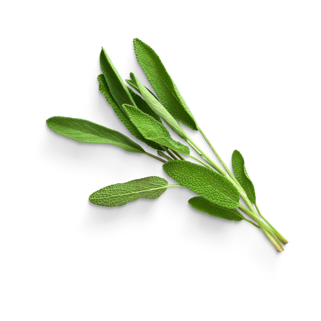 Sage