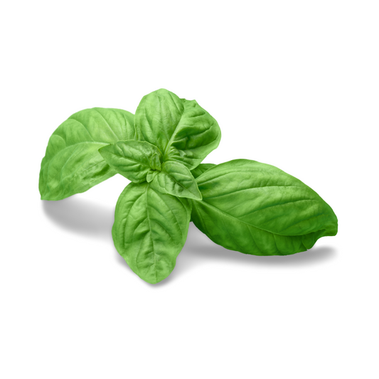 Basil